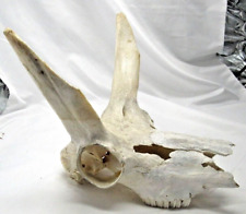 Taxidermy pronghorn antelope for sale  Round Rock