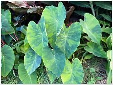 Colocasia lime aide d'occasion  Arzacq-Arraziguet