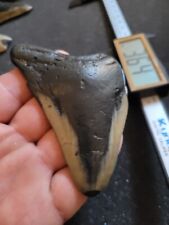 Megalodon shark tooth for sale  SAFFRON WALDEN