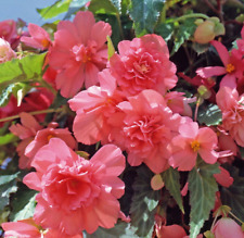 Begonia trailing salmon for sale  WORKSOP