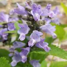 Nepeta blue panther for sale  LAUNCESTON