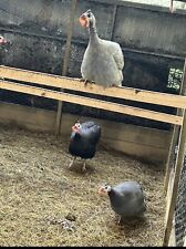 12x guinea fowl for sale  TIVERTON