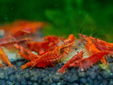 Red cherry shrimp for sale  FOREST ROW