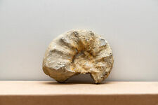 Versteinerte schnecke ammonit gebraucht kaufen  Göttingen