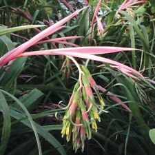 Bromeliad queen tear for sale  Lakeland