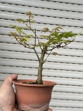 Acero palmato prebonsai usato  Italia