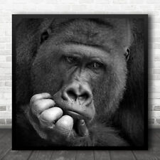 Gorilla silverback portrait for sale  UK