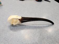 Nk114 ploumbeus ibis for sale  Hinton