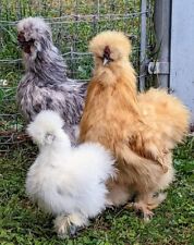 silkie chick for sale  Portales