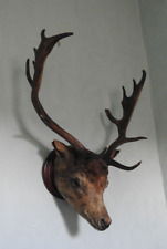 Antique taxidermy mounted for sale  GOOLE