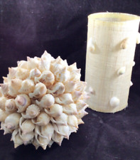 Natural ornamental seashell for sale  Port Saint Lucie