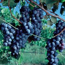 Purple concord grape for sale  Westport