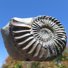 turritella fossile usato  Venegono Superiore