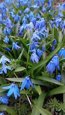 Siberian squill scilla for sale  Bloomfield Hills