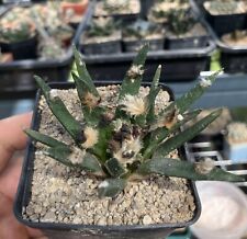 Ariocarpus agavoides kaktus gebraucht kaufen  Storkow