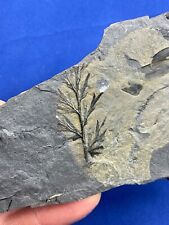 Carboniferous palmatopteris fo gebraucht kaufen  Saarbrücken