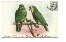 Illustration couple perroquets d'occasion  Toulon-