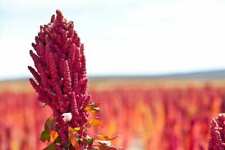 Orgánica nativo reliquia Semillas Rojo (Cereza) quinua no modificados genéticamente | Fresco Cultivo Premium segunda mano  Embacar hacia Argentina