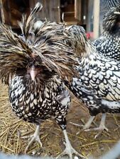 Hatching silver laced for sale  Ekron