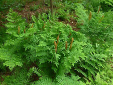 Royal fern plants for sale  Decatur