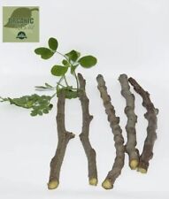 Bulk moringa cuttings for sale  Vero Beach