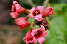 Brachychiton rupestris populne usato  Napoli