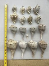 Lot Of 16 Busycon contrarium / Conch Shells / Sea Shells / Bull Shells / for sale  Shipping to South Africa