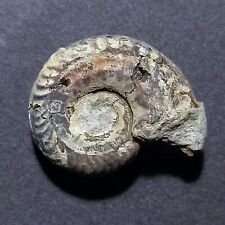Hildoceras lusitanicum fossile usato  Italia