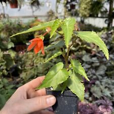 Begonia bossa nova d'occasion  Expédié en Belgium