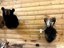 Shoulder mount mouflon for sale  Wrenshall