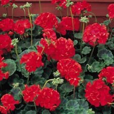 Red geranium plants for sale  DRIFFIELD