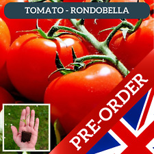 tomato plants for sale  CHELMSFORD