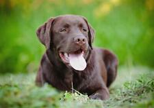 Labrador retriever pet for sale  Shipping to Ireland