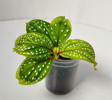 Sonerila sp.green rooted for sale  BARNSLEY