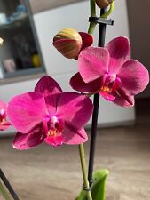 Rchidee phalaenopsis vivaldi gebraucht kaufen  Huchting