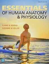 Essentials of Human Anatomy - Brochura, por Marieb Elaine; Keller - Aceitável n comprar usado  Enviando para Brazil