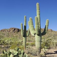 Arizona cactus cuttings for sale  Tucson