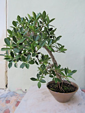 Ficus microcarpa live for sale  Miami
