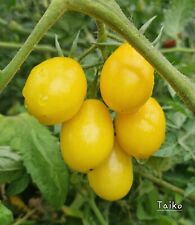 Tomate taiko 10 gebraucht kaufen  Mettenheim