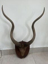 Kudu horns wall for sale  THORNTON HEATH