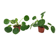 Set pilea peperomioides for sale  Nashville