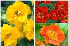Healthy mixed geum for sale  UK