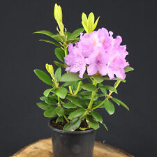 Rhododendron grandiflorum lila gebraucht kaufen  Rheindahlen