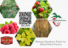 Heritage red raspberry for sale  USA