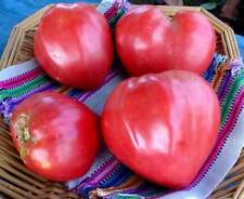 Oxheart tomato seeds for sale  Deltona