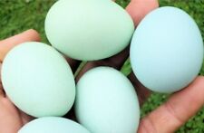 Mix uova feconde usato  Montescaglioso