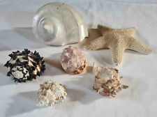 Assortment sea shells for sale  BLAIRGOWRIE