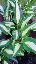 HOSTA NIGHT BEFORE CHRISTMAS SHADE PLANT GREEN & WHITE PERENNIAL PLANT DIVISION  for sale  Shipping to South Africa
