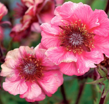 Geum tempo rose for sale  WORKSOP