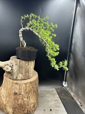 Shohin japanese larch for sale  BROUGH